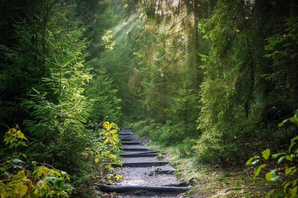 entspannung-wald